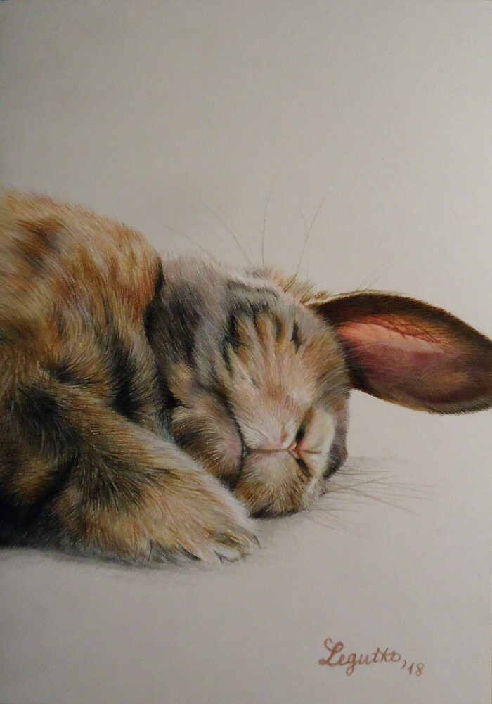 Спящий кролик. Цветные карандаши Derwent, картон, формат А4, 2018