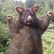   Dikkies