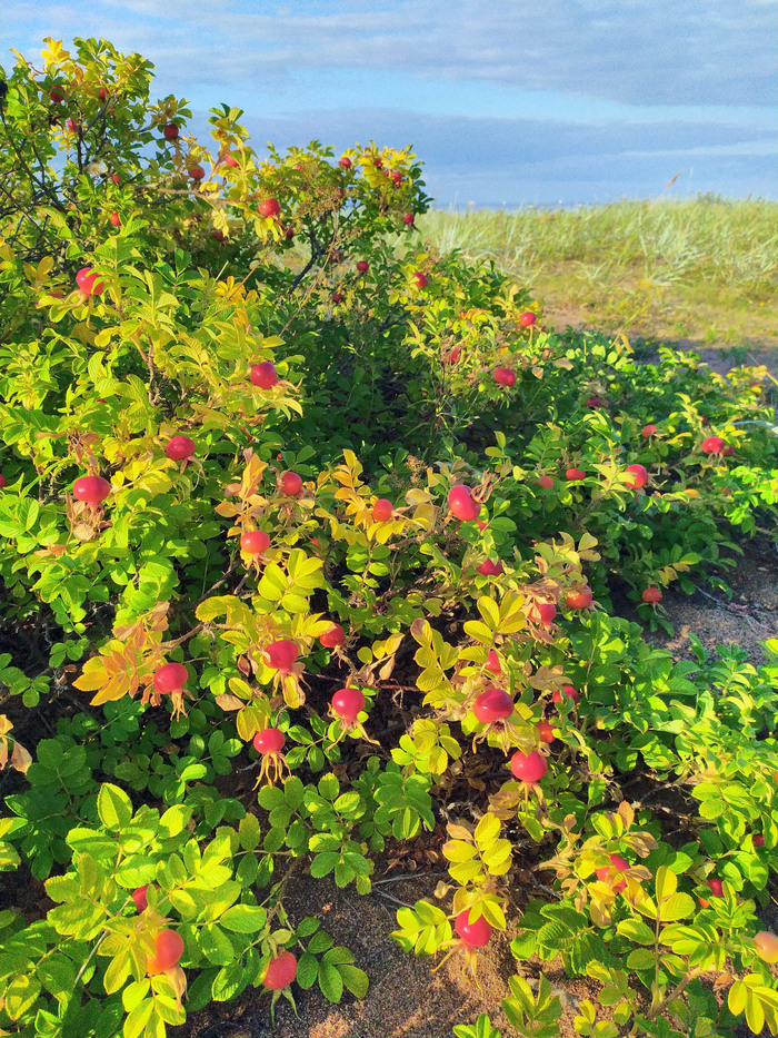 Шиповник морщинистый в плодах. Фото Е. Глазковой.