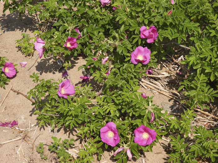 Фото Л. Головневой.