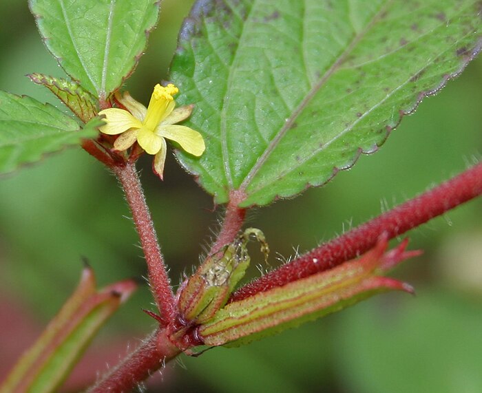 http://dycpoisk.ru Цветок белого джута (Corchorus capsularis). Фото с сайта <!--noindex--><a href=