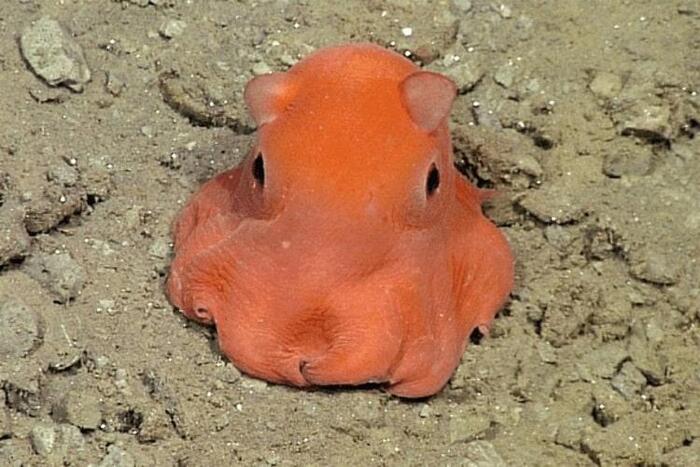    (Dumbo octopus) <!--noindex--><a href="https://pikabu.ru/story/udivitelnyiy_mir_glubokovodnyikh_sushchestv_12967351?u=https%3A%2F%2Fimages.app.goo.gl%2FZ2LjeHiy12npEE6L6&t=https%3A%2F%2Fimages.app.goo.gl%2FZ2LjeHiy12npEE6L6&h=847b096f62a44a920a04c424521d84b7e9ecf935" title="https://images.app.goo.gl/Z2LjeHiy12npEE6L6" target="_blank" rel="nofollow noopener">https://images.app.goo.gl/Z2LjeHiy12npEE6L6</a><!--/noindex-->