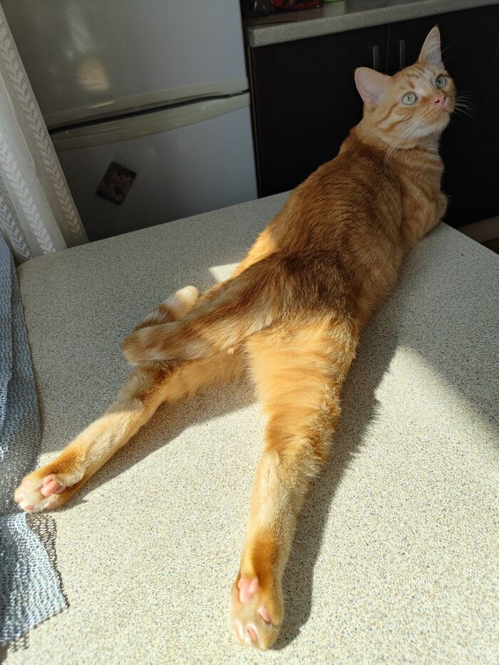 Привет из дома от Макса, найденного на трассе в лесу зимой. Теперь он живет в семье пикабушницы