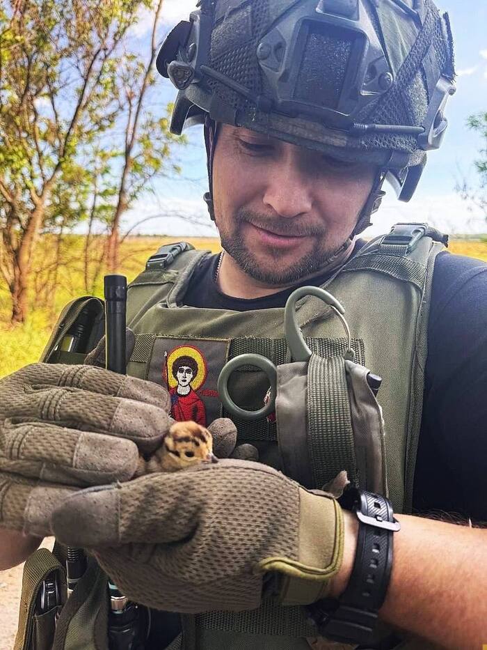 У наших бойцов самые большие сердца Спецоперация, Герои, Ветераны, Подвиг, Солдаты, Военные, Россия, Украина, Вооруженные силы, Милота, Сердце, Птенец