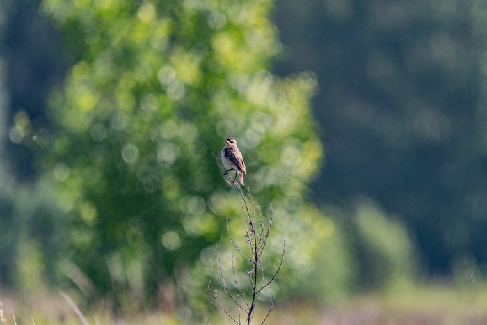   , Nikon,  , , ,  ,  ,   , , , ,  