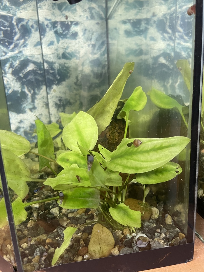 Перезапуск аквариума (нужен совет)