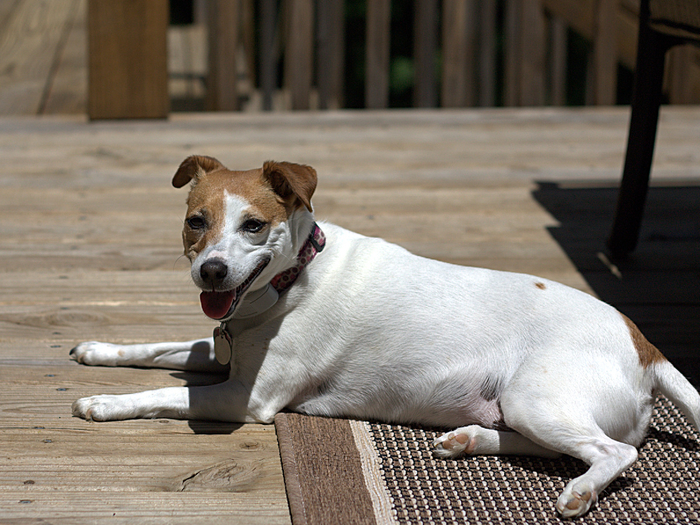 Времени на себя не остаётся, ведь отныне его занимают прыжки, перетягивания верёвочки и бег. Парсон-рассел-терьер не приемлет одиночного плавания.