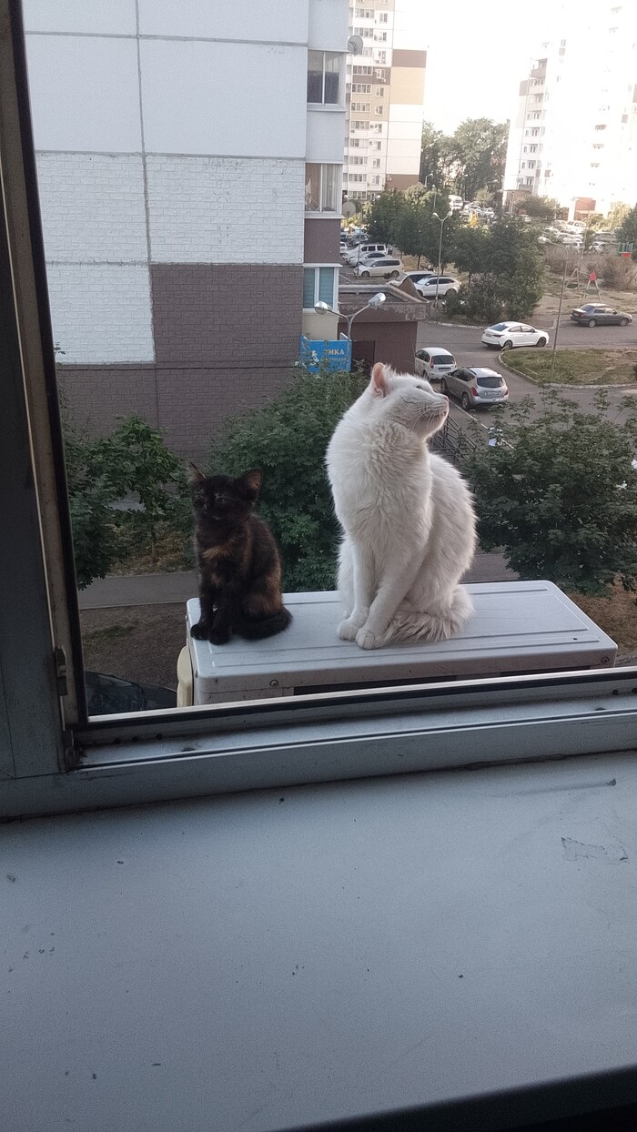 � ��� ����������