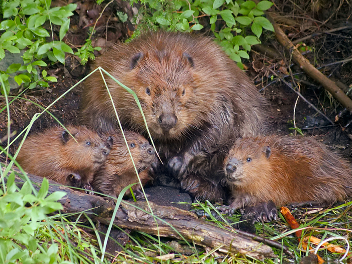 В семье живут бобрята и прошлого, и нынешнего года.