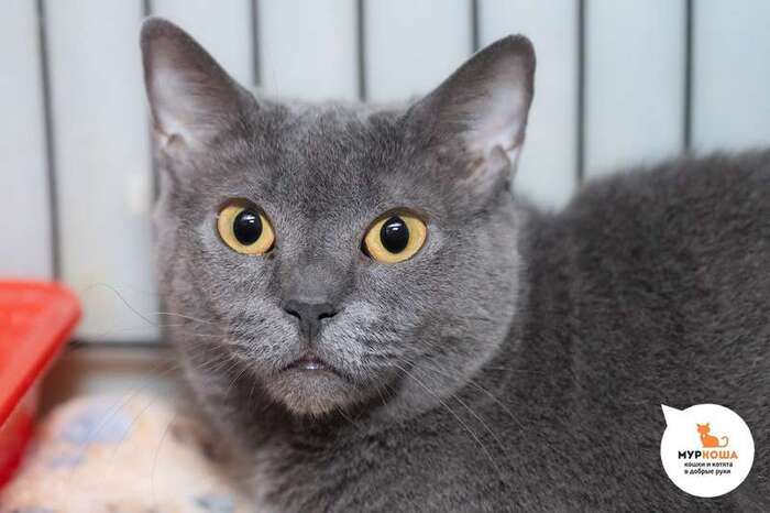 Кошка Тэффи