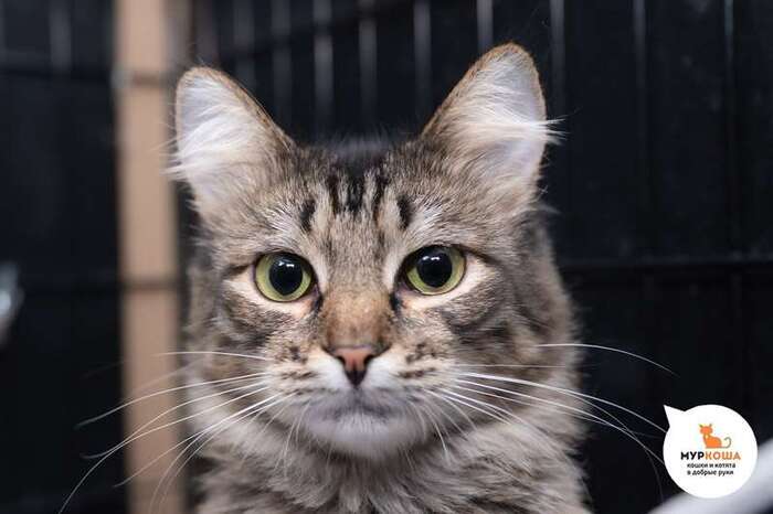 Кошка Ряженка
