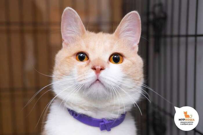 Котик Леонард