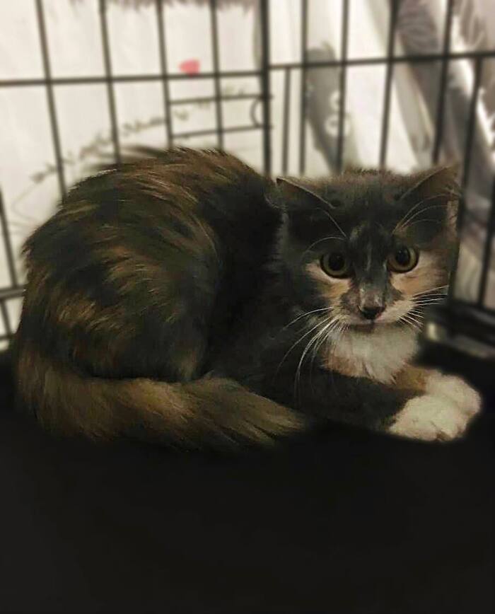 Кошечку Анфису возвращают на улицу...