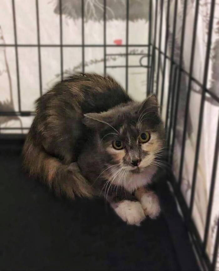 Кошечку Анфису возвращают на улицу...