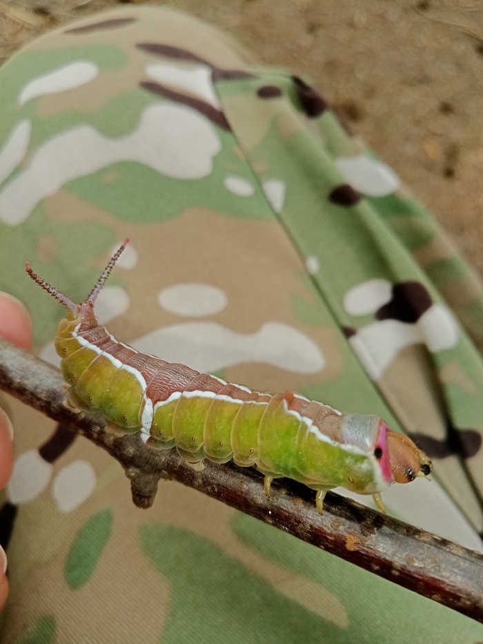 ��� ����� ������ ���� � ��������