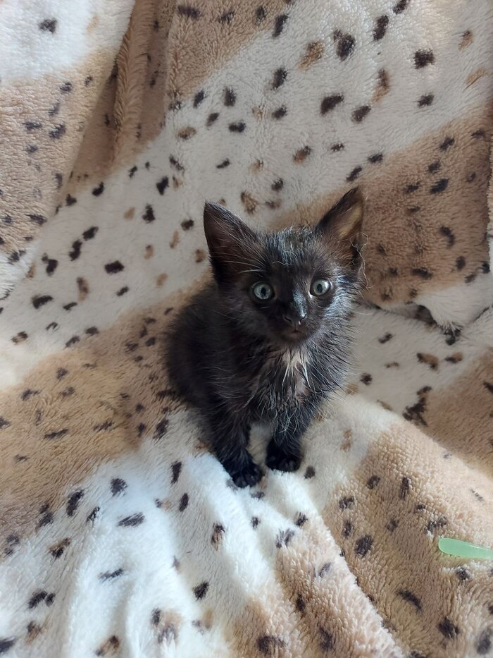 🐾  : ,   ,      !  ,       .    ,      .     .