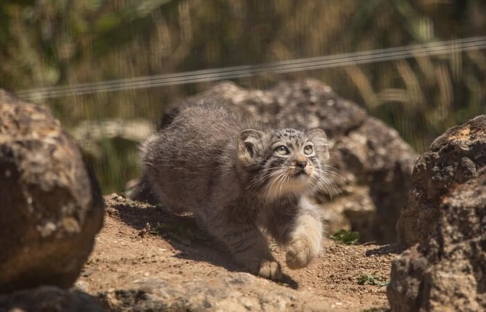 Поппик уже вырос