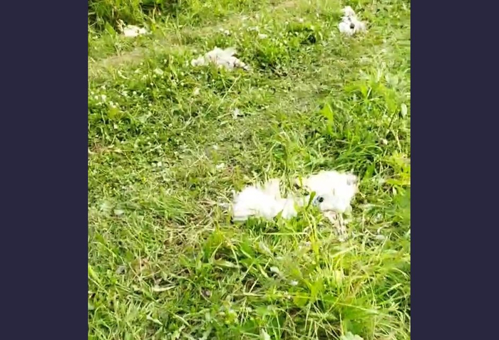 Тушки погибших куриц