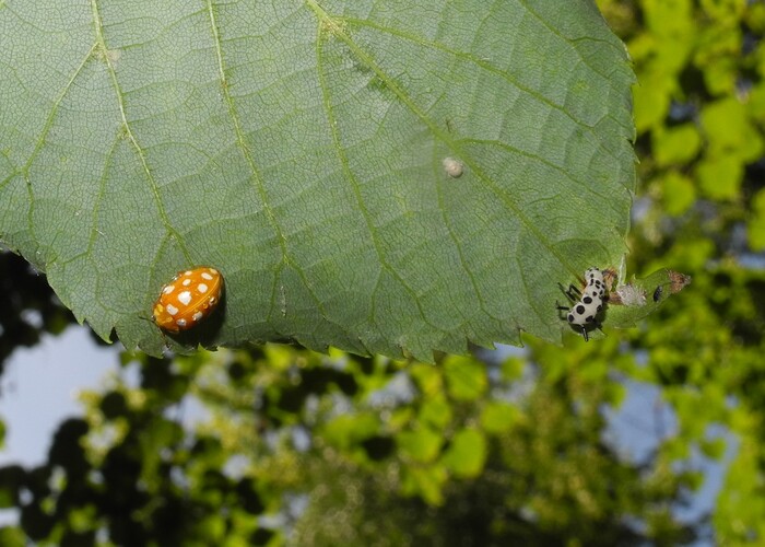    ()  (Halyzia sedecimguttata)