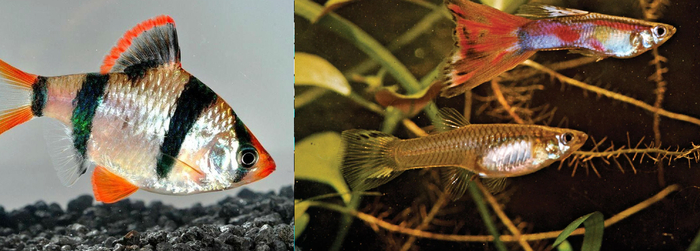Барбус и гуппи примерно одной длины, но посмотрите насколько первый МАССИВНЕЕ. У него больше мышц, брюхо значительно выпирает.