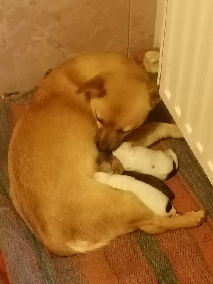 Вот сама собака.