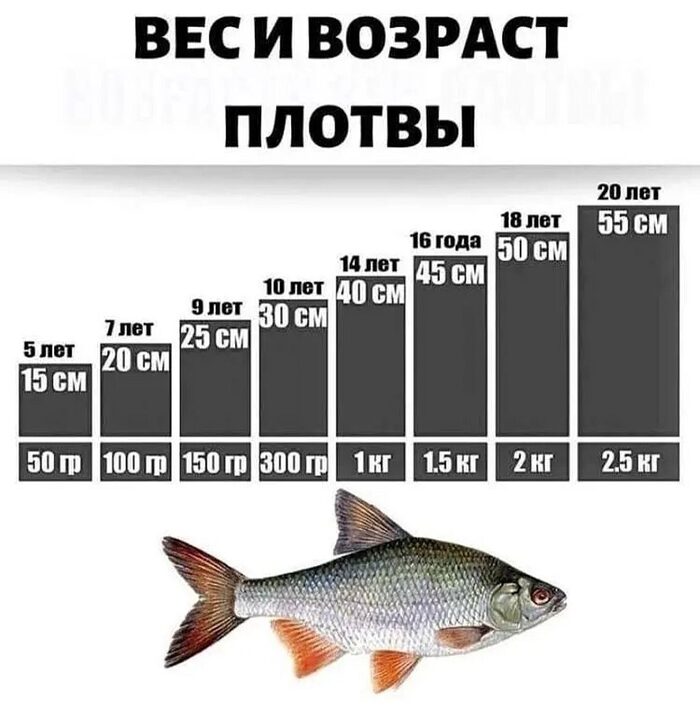 Вес и возраст плотвы