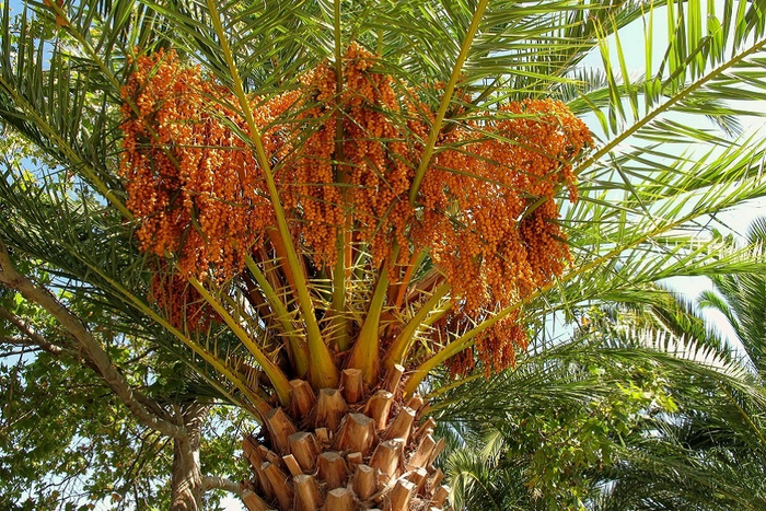   (Phoenix dactylifera).