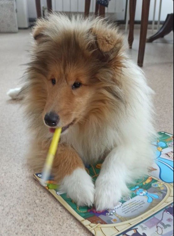 #колли #собаки #колли_туча