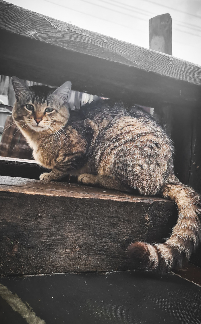 �������� ���