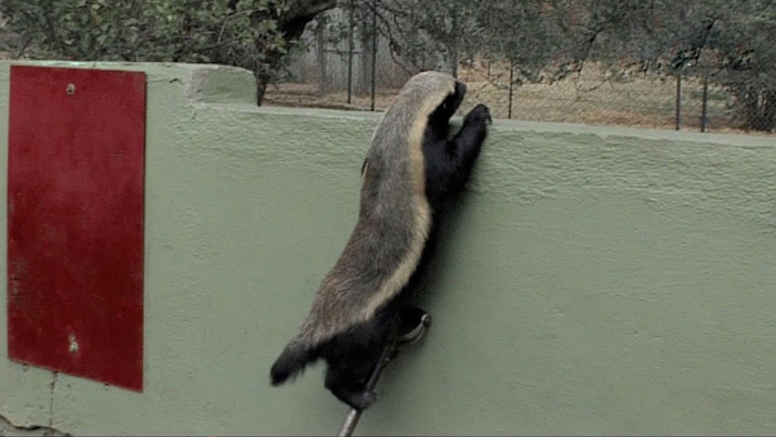 Свободу Медоедам!