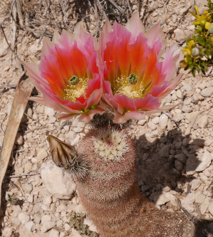 Сталкер и Сновидец