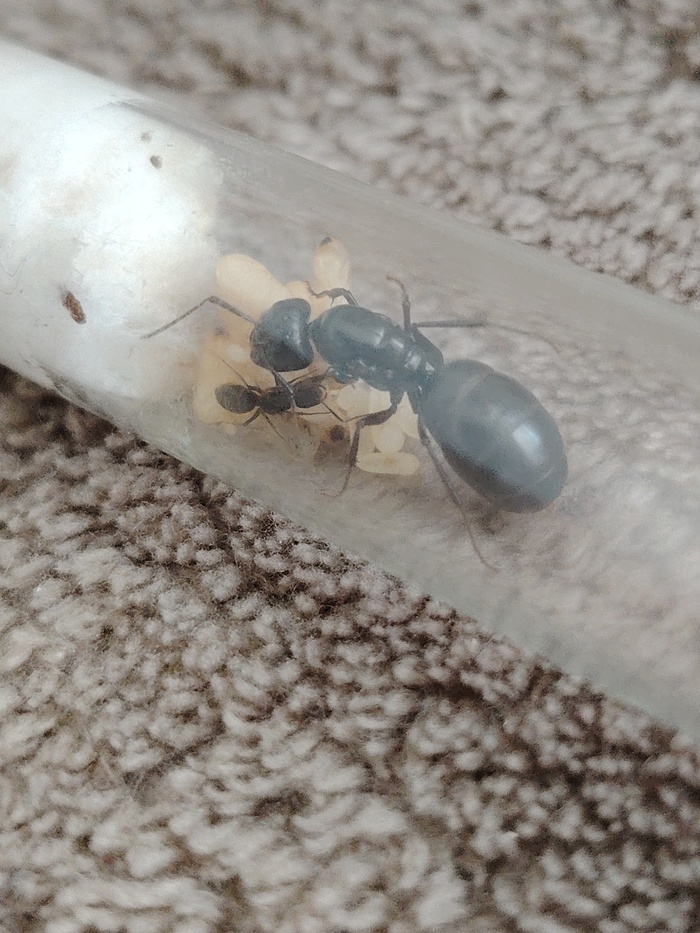   camponotus saxatilis :> , , , 