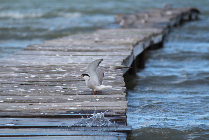    , , , , , Canon 1200d, 
