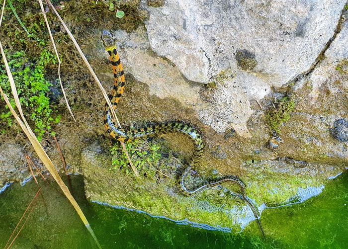 Ну вот, теперь и змей не полизать! Как так!