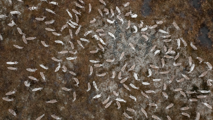 Оленям нужно много еды - ягеля (мох), и поэтому оленеводы должны постоянно кочевать.