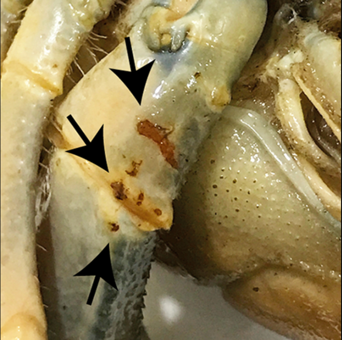 Как правило, чума раков протекает практически бессимптомно и отследить её можно лишь по странному поведению животных. Но иногда на поздних стадиях болезни на хитиновом экзоскелете рака возникают выцветшие области.