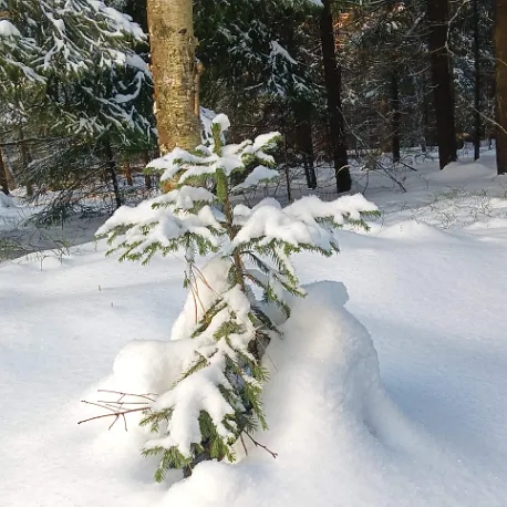 Елочке, холодно зимой!