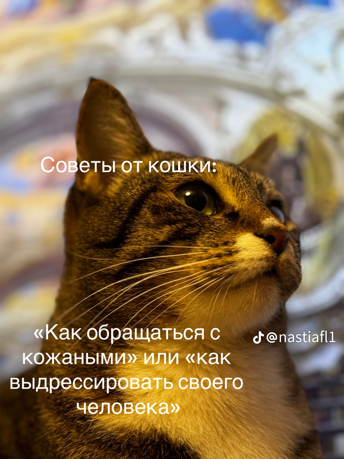 , ) ,   , , , , Telegram ()