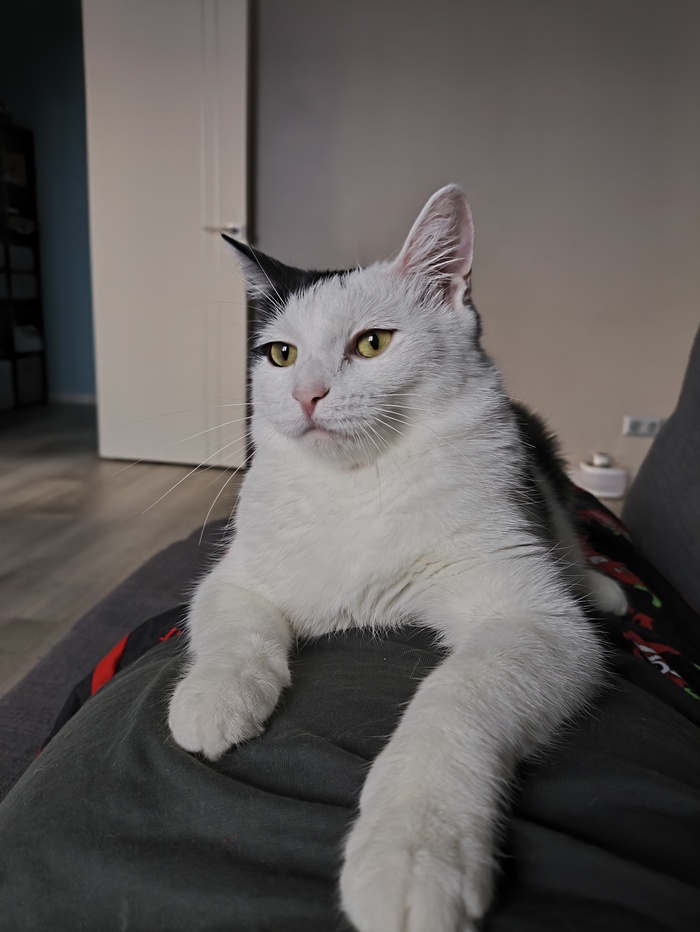 А так мы показываем, что в роду мейн-куны где-то пробегали))