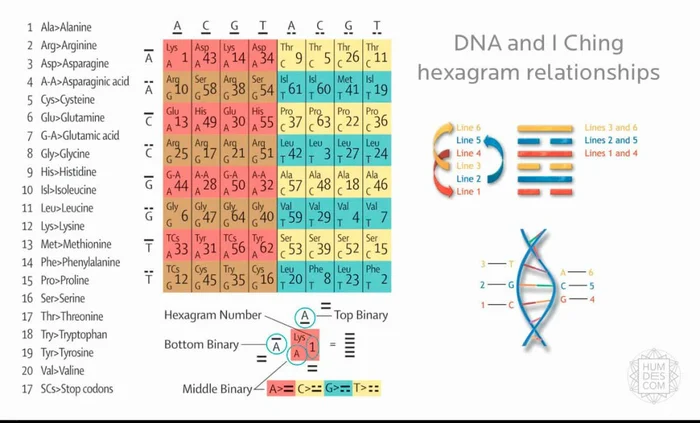 Православие, Дао и Буддизм. И-Цзин и генетический код Бог, Человек, Религия, Цивилизация, Генетика, Православие, Буддизм, Дао, Даосизм, Христианство, Вера, Церковь, Наука, Длиннопост