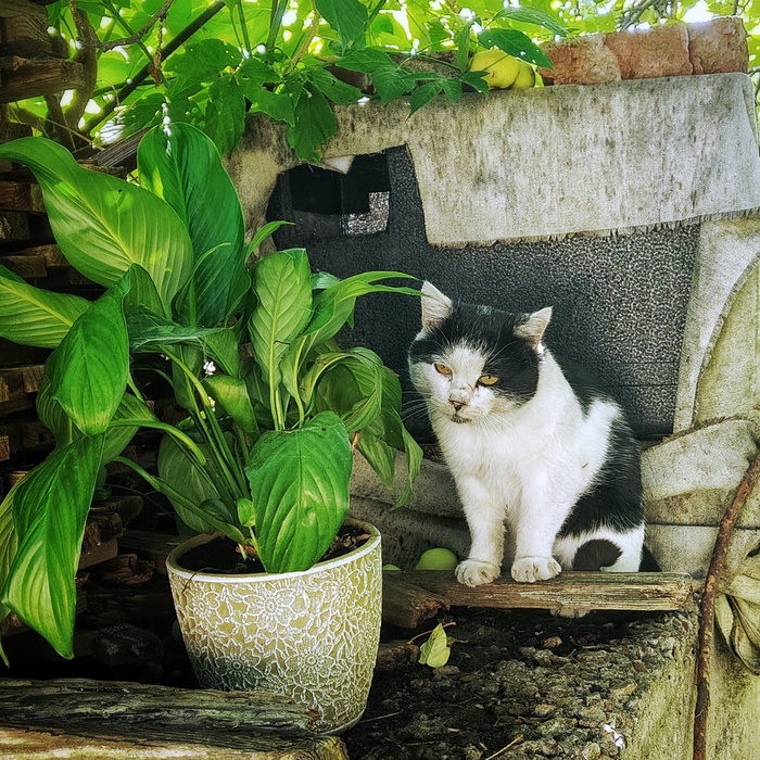 Цветок и котики