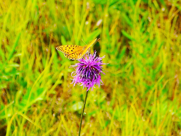 Полевые цветы