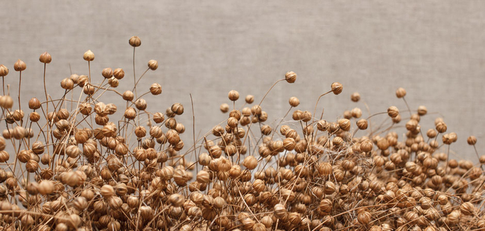 Цветки льна и семенные коробочки