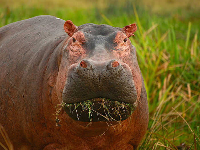 Переговоры предполагают наличие двух сторон, готовых к диалогу и компромиссу. Бегемот не является такой стороной. Он — одновременно все стороны процесса.