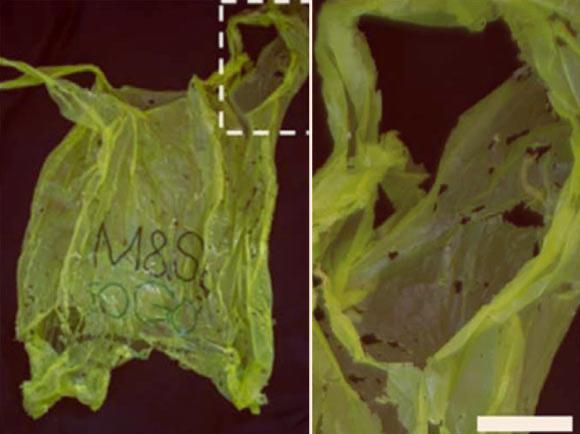 Гусеницы и пластик: природа нашла решение?