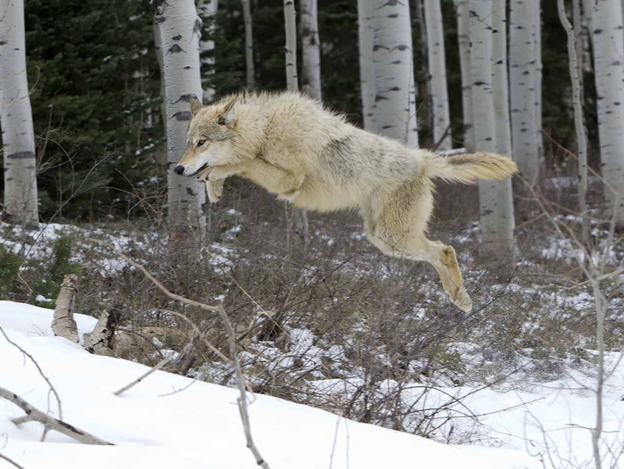 С прыжками у Белого Клыка проблем тоже нет. Осмотрится, напружинится и одним махом преодолеет расстояние в несколько метров. Настоящая десантура звериного племени!