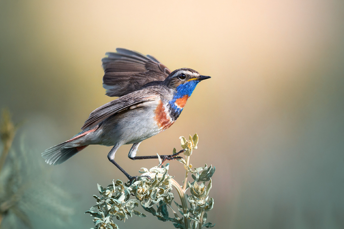 Танец июля.