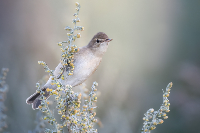 Северная боротушка тоже присматривается.