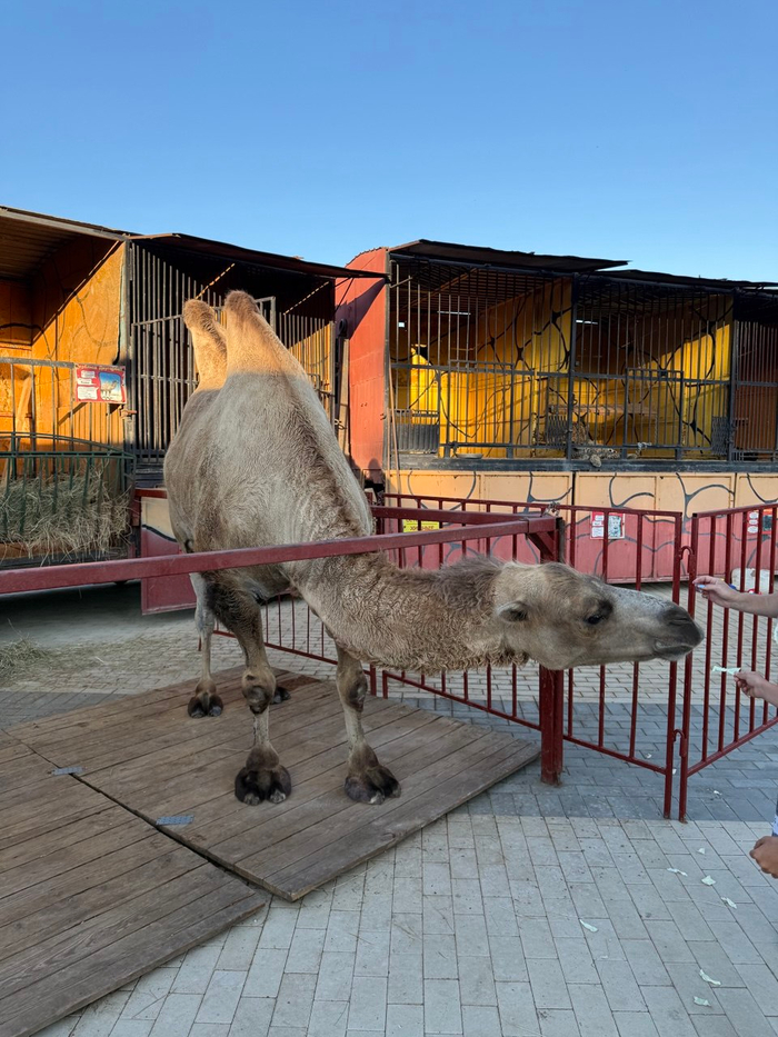 К верблюду у детей есть прямой доступ, они его кормят и гладят, из-за чего периодически он случайно кого-нибудь кусает