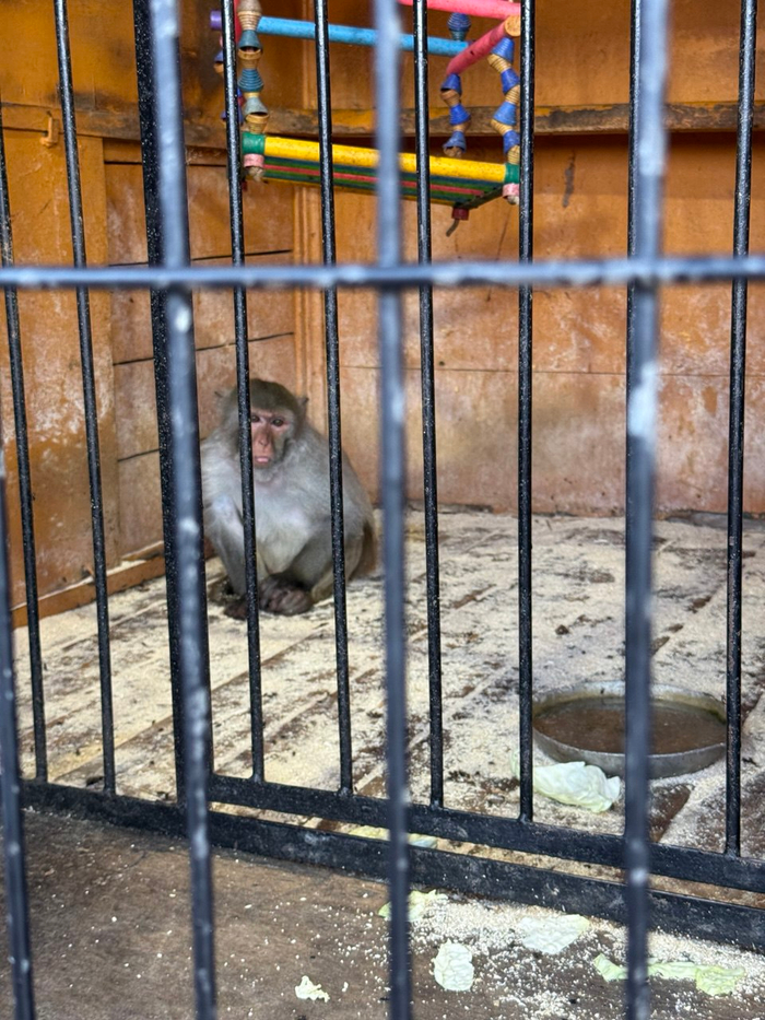 Одинокая макака. Весь пол вокруг нее облеплен мухами в огромном количестве.